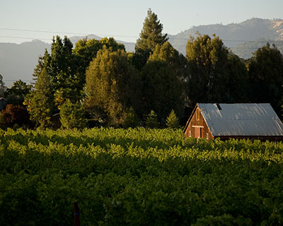 Afternoon in the Vineyards