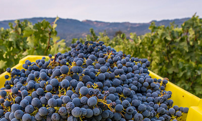 All About Napa Valley Wine Harvest