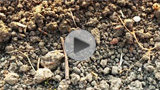 Soils and Geology