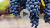 Viticulture