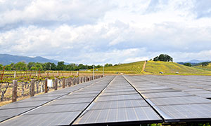 Solar panel array at Honig Vineyard & Winery