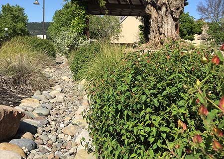A bioswale of rocks and plants prevents flooding during heavy rain events and reduces the silt in any runoff that may occur.
