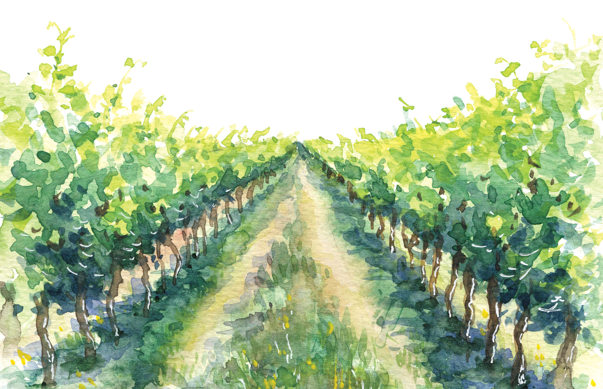 watercolor illustration of vineyard