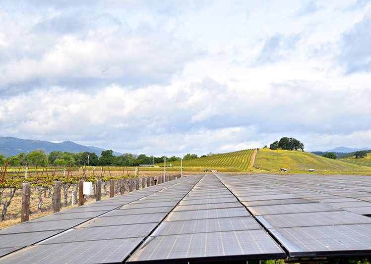 Built in 2006, Honig’s first solar array generates 147 kilowatts of power.