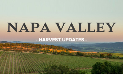 Napa Valley 2023 Vintage Notes