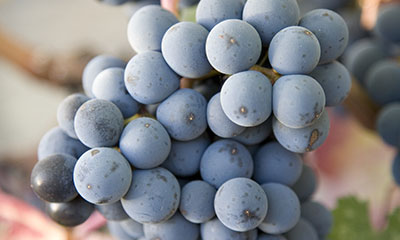 Napa Valley's Wine Grapes