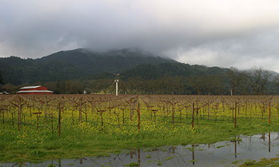 Napa Valley Vintage Charts