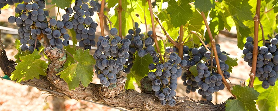 Wine Grape Vine - Merlot