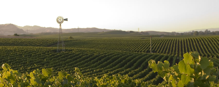 Napa Valley's Leadership for a Sustainable Environment