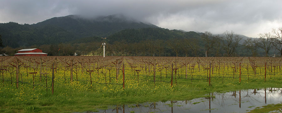 Napa Valley Vintage Chart