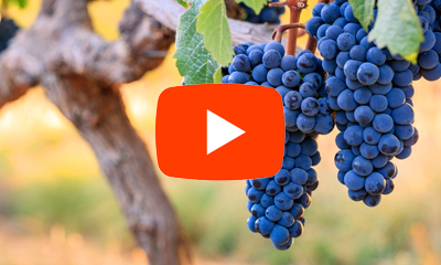 Napa Valley Vintners YouTube Channel