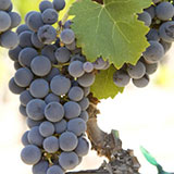 Cabernet Franc