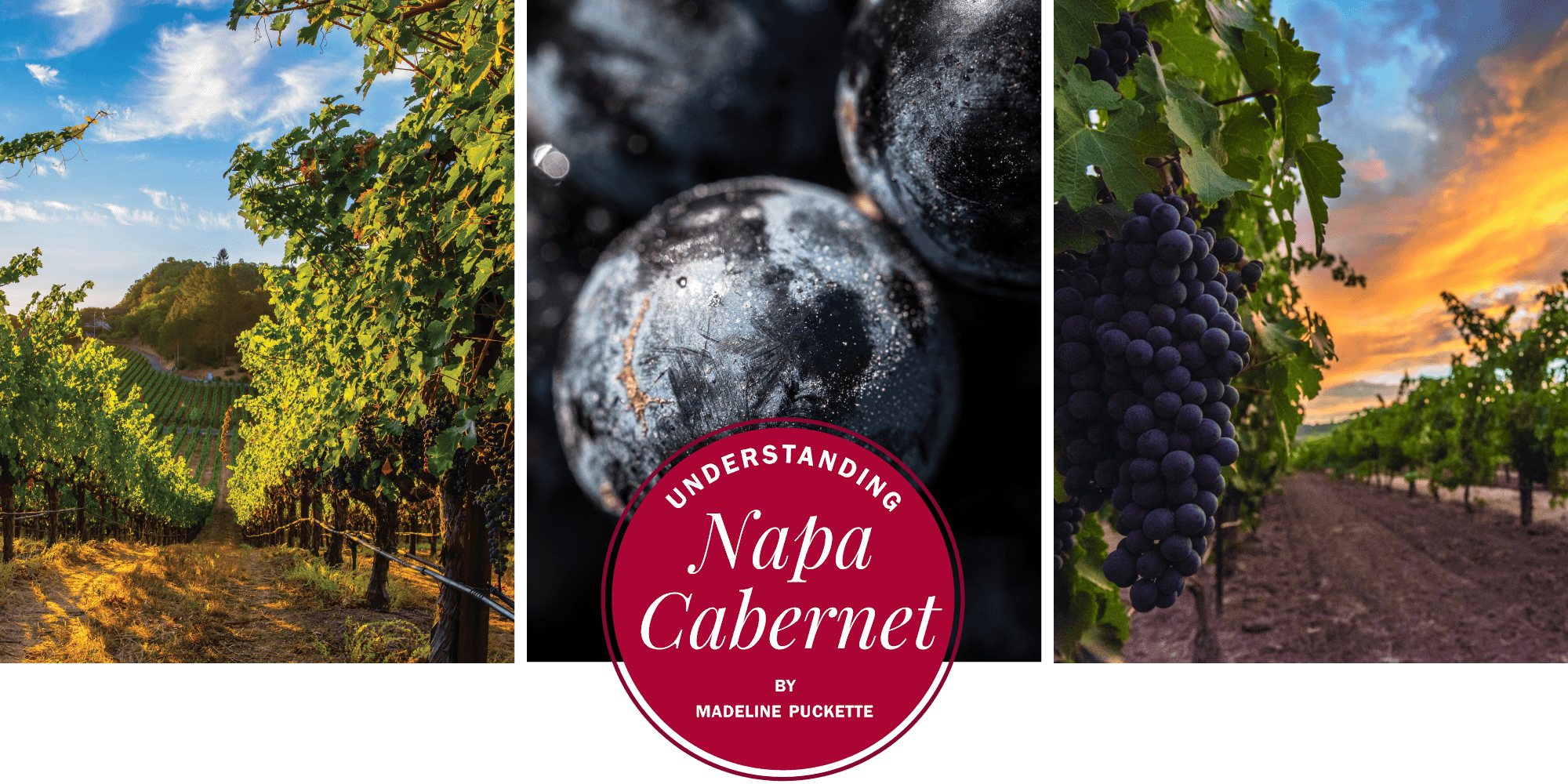 Triptych of three photographs featuring red wine grapes and vineyards in the Napa Valley