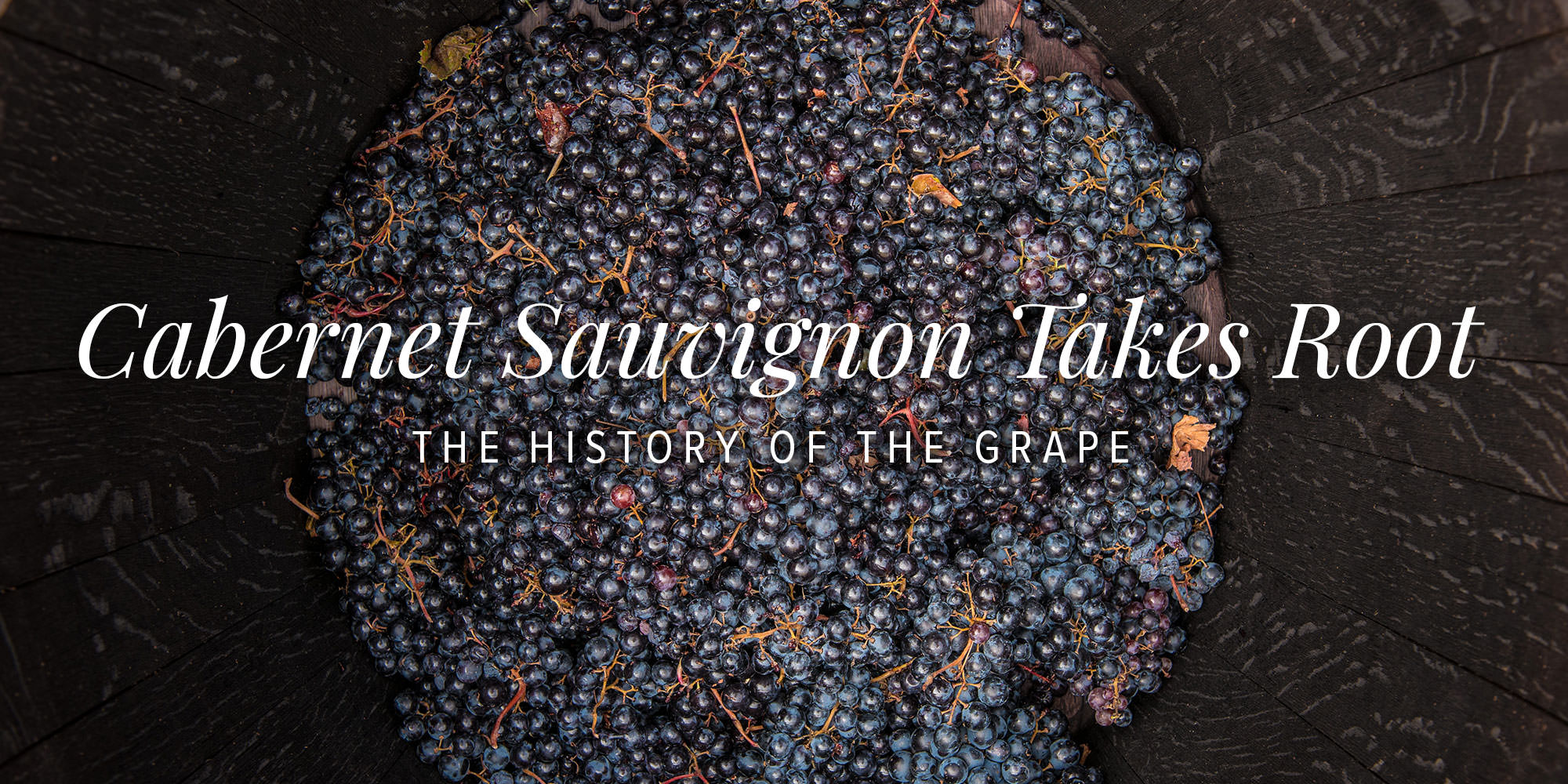 Cabernet grapes at the bottom of a wooden barrel
